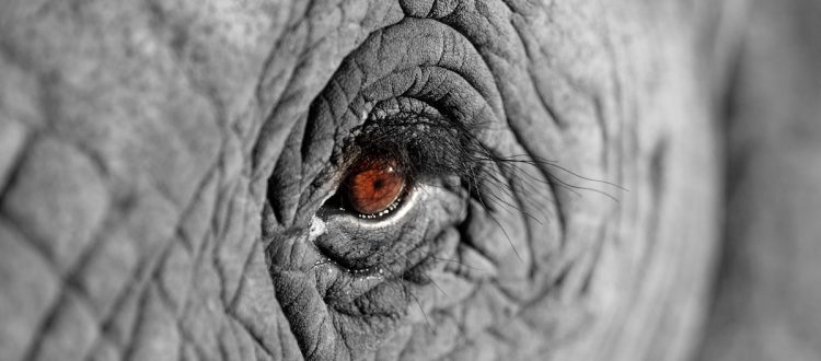elefante